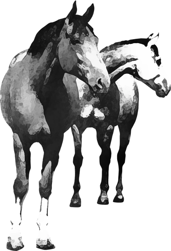 Centre équestre Au Bos Cheval Rouge, Pays de Belvès — deux chevaux